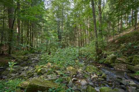 Gemeinde Waldkirchen Landkreis Freyung-Grafenau Saußbachklamm (Dirschl Johann) Deutschland FRG